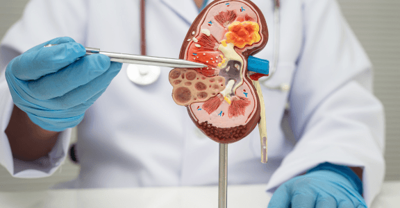 Difference between urology and nephrology