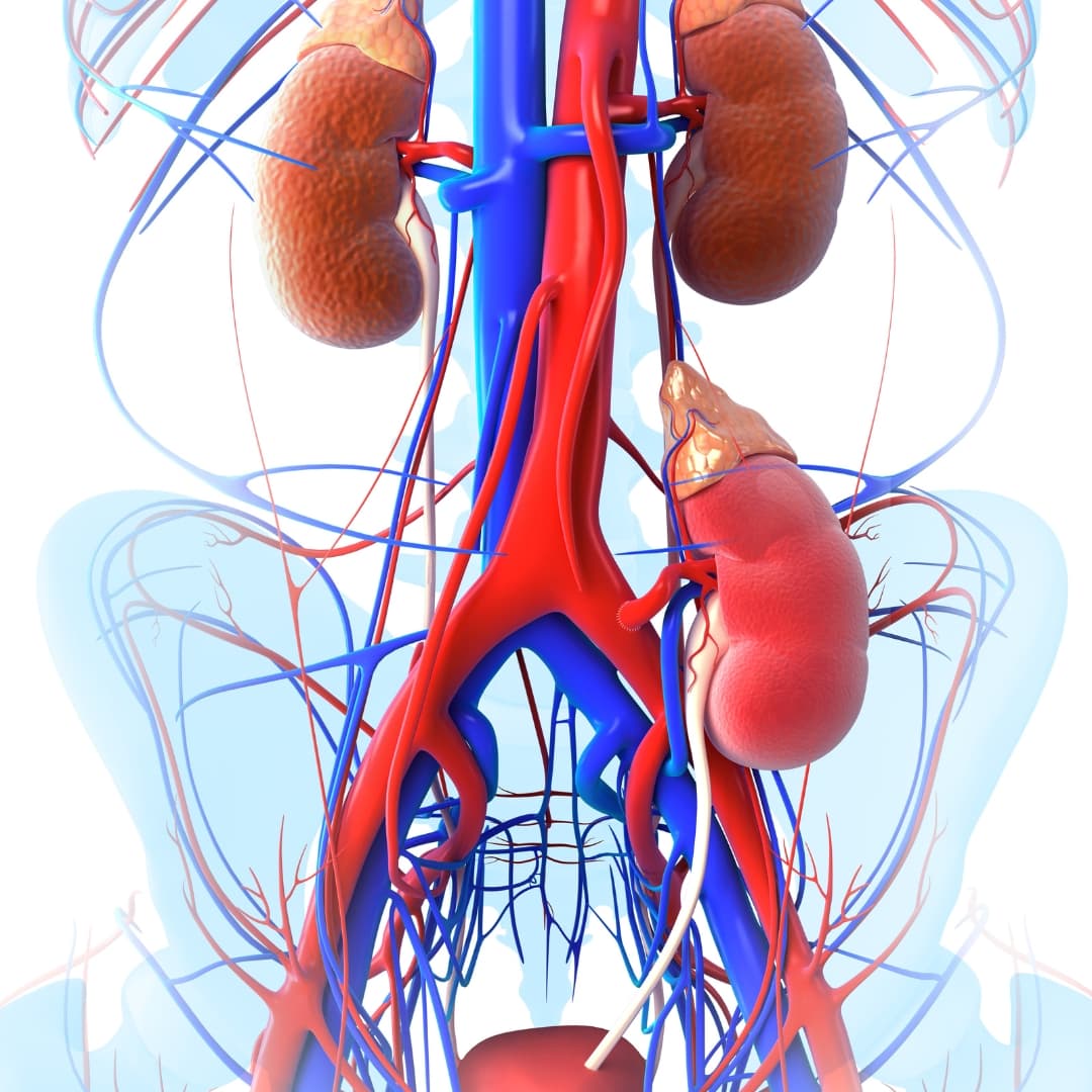 Kidney Stones & Urinary Disorders